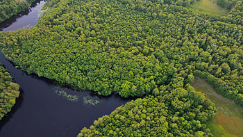 Aerial View Of Greenery Trees Island Forest River Scenery Nature HD wallpaper