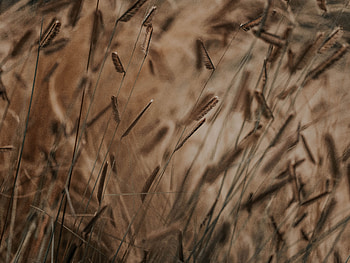 Plants, Grass, Cones, Macro, Spikelets, Stems HD wallpaper