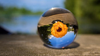 Flower Ball, flowers, nature HD wallpaper