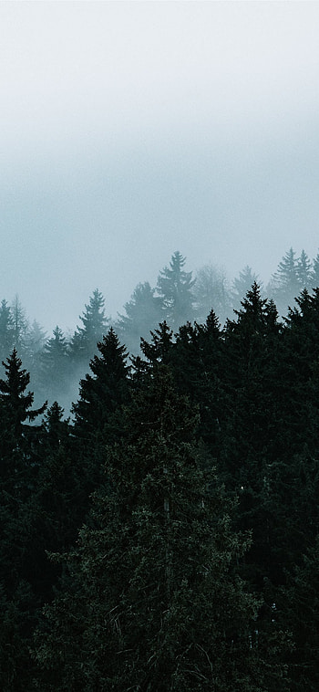 Pine tree , Stunning tree , Nature's beauty, Evergreen majesty HD phone wallpaper