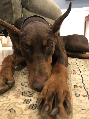 Doberman Pincher, Head, Cute, Puppy HD phone wallpaper