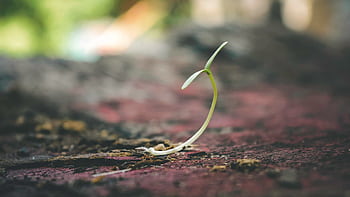 A delicate seedling sprouting from the soil symbolizes growth and new beginnings. HD wallpaper