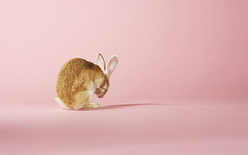 Bunnie II., bunnies, pink, animals, rabbits, , cute, nature HD wallpaper