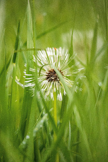 Nature, Grass, Plant, Dandelion, Fluff, Fuzz HD phone wallpaper