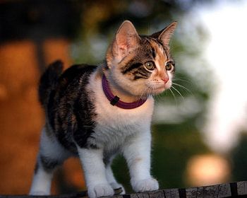 SWEET KITTEN, sweet, kitten, cat, animals HD wallpaper