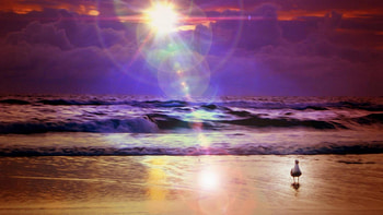 seagull on a beach at a spectacular sunset r, sea, bird, r, sunset, sun rays, beach HD wallpaper