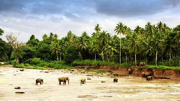 Animals, Sand, Palms, Elephants, Stroll, Family HD wallpaper