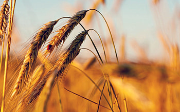 Background, Plant, Macro, Field, Ears, Spikes HD wallpaper