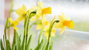 Daffodil variety, Beautiful , Stunning nature, Captivating HD wallpaper