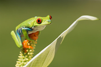 Stunning tree frogs, Remarkable red-eyed frog, Nature's wonders, Frog enthusiast HD wallpaper