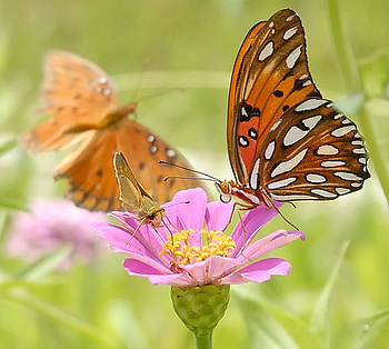 pretty butterflies on pretty flowers, butterflies, beautiful, flower, setting HD wallpaper