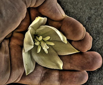 4you, flowers, gift, fantasy, hand HD wallpaper
