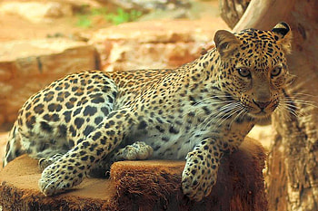 Big Cat, cat, beautiful, big HD wallpaper
