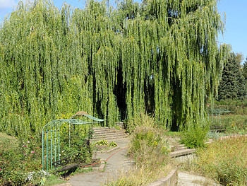 Willow tree , Serene park, Captivating beauty, Enchanting atmosphere HD wallpaper
