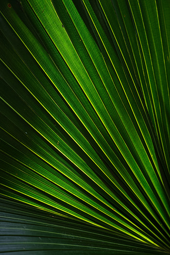 Leaf, stripes, close up HD phone wallpaper