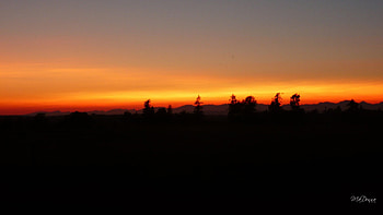 Sunset in the Field, field, bright, trees, sky, sun, sunset HD wallpaper