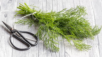 Flavourful dill, Kitchen marvel, Growth guide, Gardens' secret HD wallpaper