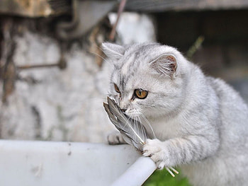 With the proof of the crime, animal, kitten, feather, bird, cat, feline HD wallpaper