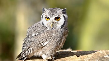 Animals, Owl, Bird, Eyes, Predator HD wallpaper