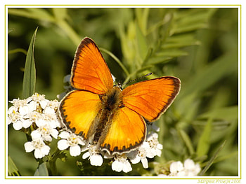 Fuzzy Orange Butterfly, butterfly, fuzzy, nature, orange, beauty HD wallpaper