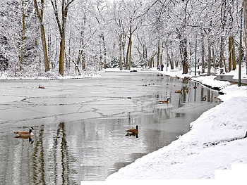 Ducks in the Pond, winter, duck, snow, pond HD wallpaper
