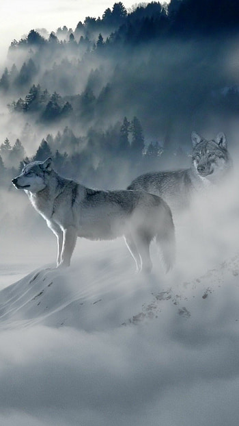 Snow wolf, Dog of the wild, Spirit animal, Tranquil in the snow HD phone wallpaper