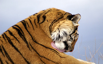 Animals, Muzzle, Predator, Big Cat, Tiger, Wash Up, Wash, Hygiene HD wallpaper
