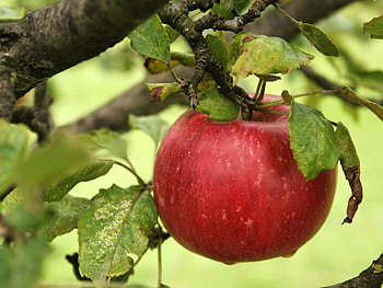 Food, Apple, Leaves, Branch, Ripe HD wallpaper