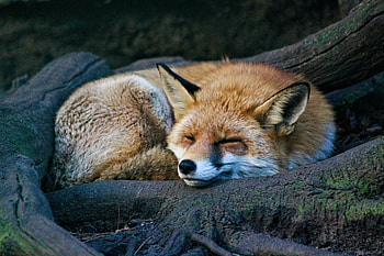Animals, Fox, Wildlife, Animal, Sleep, Dream HD wallpaper