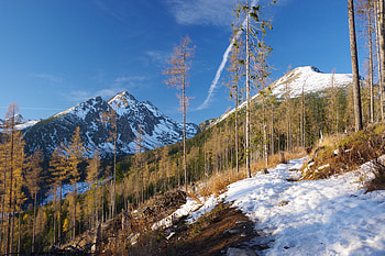 Landscape, Nature, Trees, Pine, Snow, Mountain HD wallpaper