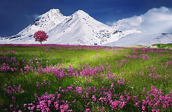 Colorful spring meadow with pink flowers against majestic snowcapped mountains and clear blue sky. HD wallpaper