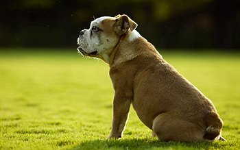 Animals, Grass, Sit, Dog, Bulldog HD wallpaper