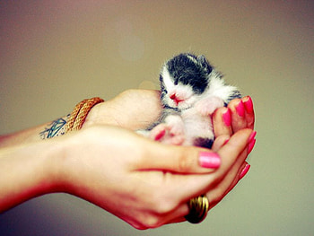 Tiny Kitten, kitten, in hands, , cute, tiny HD wallpaper