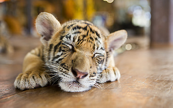 little tiger, cute animals, predators, sleeping tiger cub, wild cats, wild animals, tigers HD wallpaper