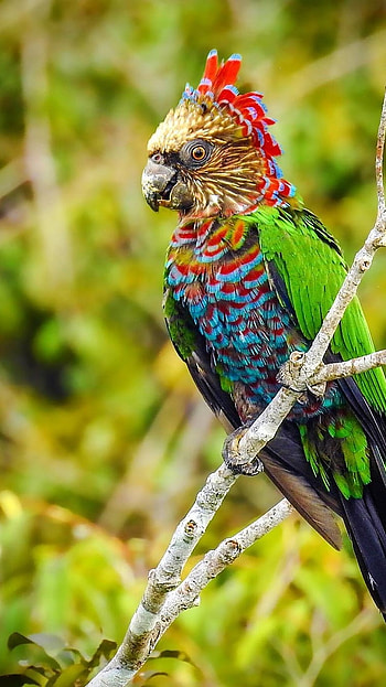 Parrot, Strange Bird HD phone wallpaper