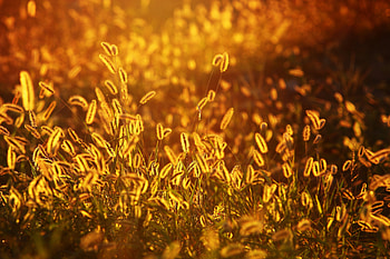 Nature, Grass, Glow, Foxtail HD wallpaper