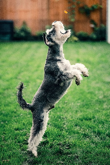 A Schnauzer dog leaps playfully in a green garden, capturing a treat mid-air. HD phone wallpaper