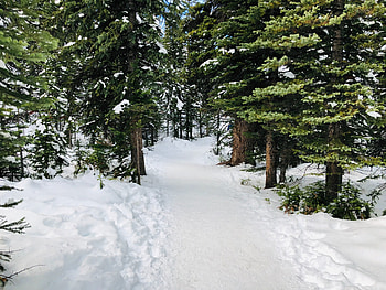 Winter, snowfall, green tree, pathway HD wallpaper