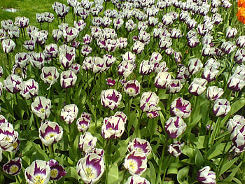Flowers, Tulips, Park, Flower Bed, Flowerbed, Disbanded, Loose, Lawn, Variegated, Mottled HD wallpaper