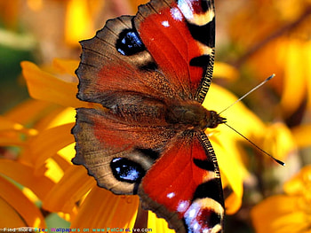 FOR YOU MONARCH FROM KATE, beautiful, butterfly, vivid, color HD wallpaper