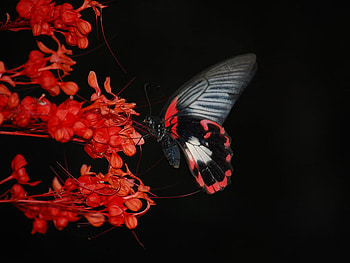 Butterfly Flower. jpg, black, butterfly, red, flower HD wallpaper