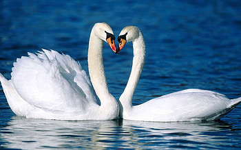 Swan elegance, Majestic creature, Graceful beauty, Natural habitat HD wallpaper