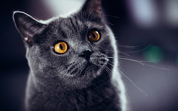 British Cat, Yellow eyes, Captivating gaze, Feline charm HD wallpaper