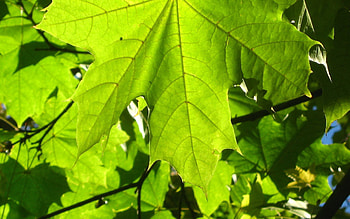 Nature, Sheet, Leaf, Veins HD wallpaper