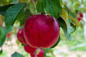 Petiole app, Apple tree measurements, Accurate data, Pro-level features HD wallpaper