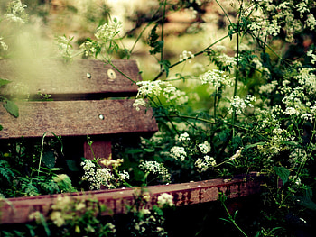 Nature, Flowers, Summer, Vegetation, Bench, Coziness, Comfort HD wallpaper