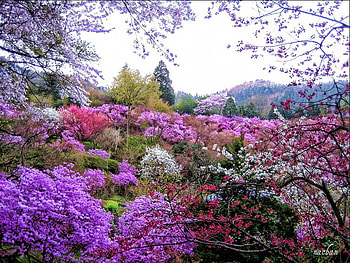 colours of spring, colours, nature, flowers, spring HD wallpaper