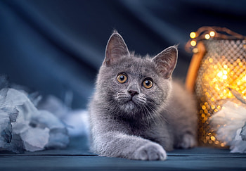 Cat, animal, kitten, kitty HD wallpaper