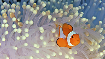 Clownfish HD wallpaper