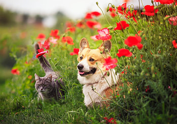 Cat and Dog, dog, animal, kitten, Cat HD wallpaper